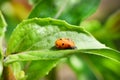 Light Orange Ladybug larva on the green leaf, pupal stage. High resolution photo. Selective focus Royalty Free Stock Photo