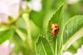 Light Orange Ladybug larva on the green leaf, pupal stage. High resolution photo. Selective focus Royalty Free Stock Photo