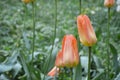 Light orange and pale peach tulips on a background of green grass in a flower bed in the park. Spring flowers Royalty Free Stock Photo