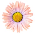 Light orange-pink chamomile flower  on white isolated background with clipping path. Closeup. For design. Royalty Free Stock Photo