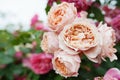 Light orange rose flowers on the rose bush in the garden in summer Royalty Free Stock Photo