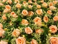 Light Orange Roses for attaching to a Shirt Royalty Free Stock Photo