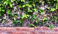 Light Orange Wall covered with Green Ornamental Plants