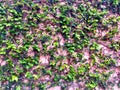 Light Orange Wall covered with Green Ornamental Plants