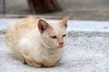 Light orange with white color of cat laying down on the concrete ground. Royalty Free Stock Photo