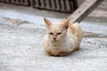 Light orange with white color of cat laying down on the concrete ground. Royalty Free Stock Photo