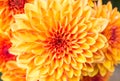 Light Orange Yellow Mum Flowers in The Garden Center Royalty Free Stock Photo