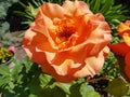 Light orange yellow rose single flower closeup, spring romantic plant Royalty Free Stock Photo