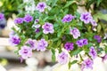 Patio hybrid petunia with small purple flowers in a suspended pot Royalty Free Stock Photo