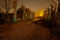 Light painted deserted path pollard willow, Antwerp, Belgium