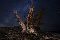 Light Painted Landscape of Stars in Bristlecone Pines