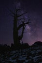 Light Painted Landscape of Stars in Bristlecone Pines