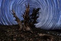 Light Painted Landscape of Stars in Bristlecone Pines