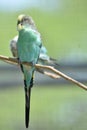 Light Pale Blue and Pale Yellow Common Parakeet