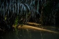 Light between the palm leaves on the Mekong RIver