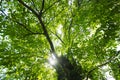 Light through patulous treetop Royalty Free Stock Photo