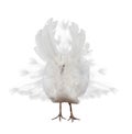 Light peacock isolated on white Royalty Free Stock Photo