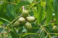 LIGHT ON PECAN NUT CLUSTER AND FOLIAGE ON A TREE Royalty Free Stock Photo