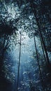 Light penetrates deep in the bamboo forest Royalty Free Stock Photo