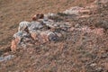 Light pile of stones rock stands in dry grass in Baikal steppe in light of sunset, lake nature, Siberia