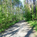 Light pine forest landscape, green bushes along the road strewn