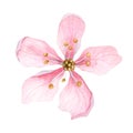 Light pink almond flower top view, flowering cherry flower, five sakura petals botanical illustration isolated on white