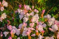 Light pink azalea flowers against the background of green leaves Royalty Free Stock Photo