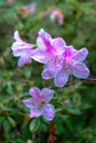 Light pink azaleas with green background