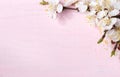 Light pink background with flowering apricot branches.