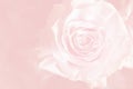 Light pink background with wonderful tender rose