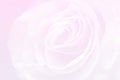 Light pink background with wonderful tender rose