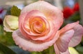 Light pink and yellow begonia flower in a greenhouse