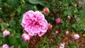 Pink blooming fragrant rose in a garden in closeup Royalty Free Stock Photo