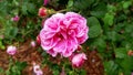 Pink blooming fragrant rose in a park after the rain Royalty Free Stock Photo