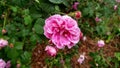 Pink blooming fragrant rose in a park after the rain Royalty Free Stock Photo