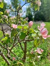 Light pink blooming tree flower, flowering quince tree, spring tree, delicate pink flower petals on tree, pollen, quince tree Royalty Free Stock Photo