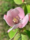 Light pink blooming tree flower, flowering quince, spring tree, delicate pink flower petals on the tree, pollen Royalty Free Stock Photo