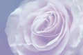Light pink , blue, grey background with wonderful tender rose