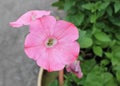 Light Pink Calibrachoa