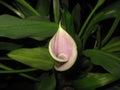 Light Pink Calla Lilly Royalty Free Stock Photo