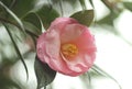 Light pink camellia flower Royalty Free Stock Photo