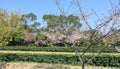 The light pink cerasus serrulata in the tea gardens, adobe rgb
