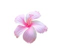 Light pink chaba flower or hibiscus rosa sinensis blossom isolated on white background , clipping path Royalty Free Stock Photo