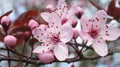 Light Pink Cherry Plum Flowers and Buds