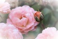 Light pink China rose bud close-up Royalty Free Stock Photo
