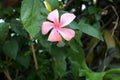 Light pink Chinese hibiscus (Hibiscus rosa sinensis) flower with green foliage : (pix Sanjiv Shukla) Royalty Free Stock Photo