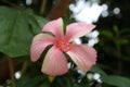 Light pink Chinese hibiscus (Hibiscus rosa sinensis) flower with green foliage : (pix Sanjiv Shukla) Royalty Free Stock Photo