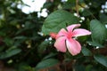 Light pink Chinese hibiscus (Hibiscus rosa sinensis) flower with green foliage : (pix Sanjiv Shukla) Royalty Free Stock Photo