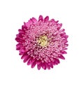 Light pink chrysanthemum, aster with yellow stamens on white isolated background. Close-up. big fluffy flower Royalty Free Stock Photo