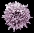 Light pink chrysanthemum. Flower on the black isolated background with clipping path. Close-up. no shadows. Royalty Free Stock Photo